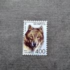 Марка Беларусь 2008 год Волк