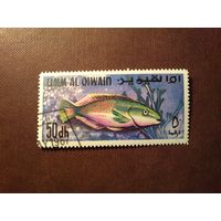 Умм-эль-Кайвайн 1967 г.Рыбы Персидского залива.Скарус -рыба попугай./11а/