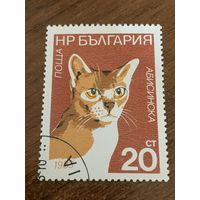 Болгария 1983. Породы кошек. Абиссинская. Марка из серии