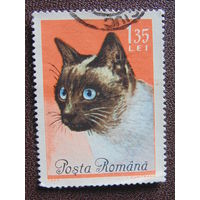 Румыния 1965 г. Сиамская кошка.
