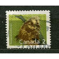 Фауна. Североамериканский дикобраз. Канада. 1988