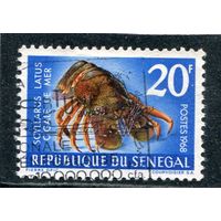 Сенегал. Морская фауна