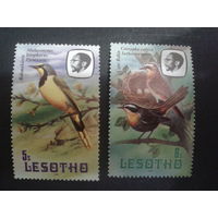 Лесото 1981 птицы