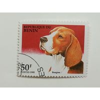 Бенин 1995. Собаки