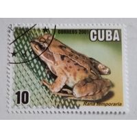 Куба 2001. Лягушка