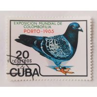 Куба 1985, голубь