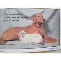 США Почтовая Карточка Собака Кот почта