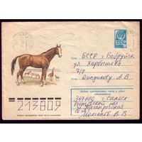 Лошадь донской породы 76-641