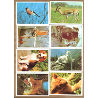Календари Животные 1990