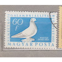 Птицы  Фауна Голубь Венгрия 1957 год лот 1071
