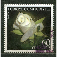 Розы. Турция. 2007
