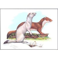 2020 Беларусь открытка фауна горностай