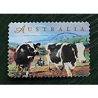 Австралия, 1м коровы гаш