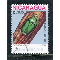 Никарагуа. Жуки