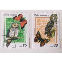 Куба 2008, совы