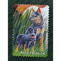 Австралия, 1м собаки гаш