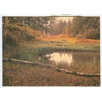 Природа. Осень. Фото В. Гиппенрейтера. 1985 год