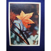 Фото Раскина Л., Осенний лист, 1964, подписана.
