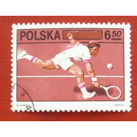 Польша. Теннис. Спорт. ( 1 марка ) 1981 года. 6-3.