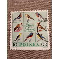 Польша 1966. Певчие птицы