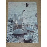 Календарик 1992 Лебеди