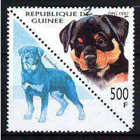 1997 Гвинея. Ротвейлер