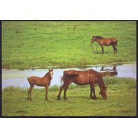 Беларусь 2014 фауна лошади