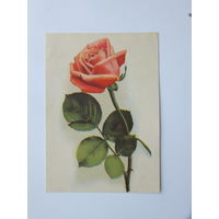 Открытка роза 1957  10х15 см