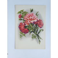 Цветы гвоздика 1957 10х15 см