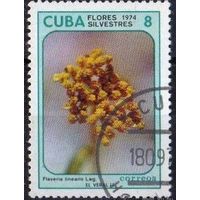 Куба 1974. Флора