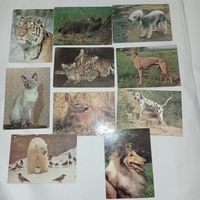 Звери, открытки СССР, мишка, кот, тигр, собака