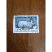 Болгария 1986. Фрэнский серебристый кролик. Марка из серии