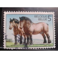 Бельгия 1976 Лошади, одиночка