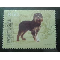 Португалия 1981 собака