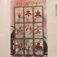 Джибути 2010. Цветы. Орхидеи