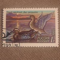 Россия 1992. Чирок-трескунок. Марка из серии