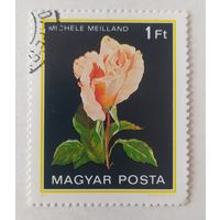 Венгрия 1982, роза