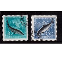 СССР-1959, (Заг.2246-2247)  гаш.(с клеем)  ,Фауна, Рыбы