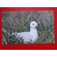 Назаров Э.(фото), Розовая чайка, 1988, чистая.