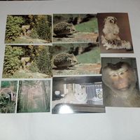 Звери, животные, открытки СССР, обезьяна, собака, кот, леопард, ежик