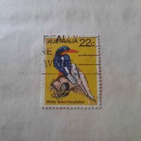 Австралия. Фауна. Птицы. White Tailed Kingfisher