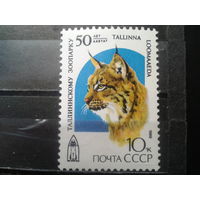 1989 Таллинский зоопарк, рысь**