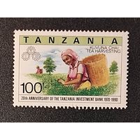 Танзания: 1м сбор чая