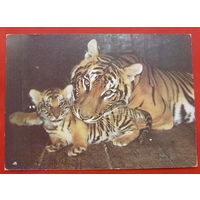 Семья бенгальских тигров. Чистая. 1989 года. Фото Авалова. 637.