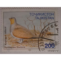 Таджикистан, птицы