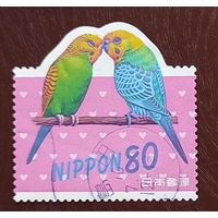 Япония, 1м влюбленные попугаи гаш