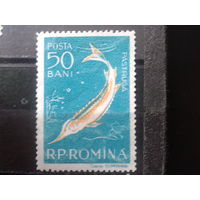 Румыния 1957 Осетр**