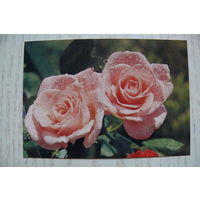 Календарик, 1990, Цветы. Розы.