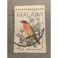 Малави. Фауна. Птицы. Malaconotus Multicolor