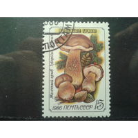 1986 Желчный гриб